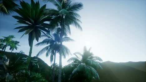 Sonnenuntergang-Strahlt-Durch-Palmen